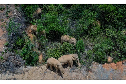 Các loài voi rừng ở châu Phi đang đứng trước nguy cơ tuyệt chủng. (Ảnh: THX/TTXVN)