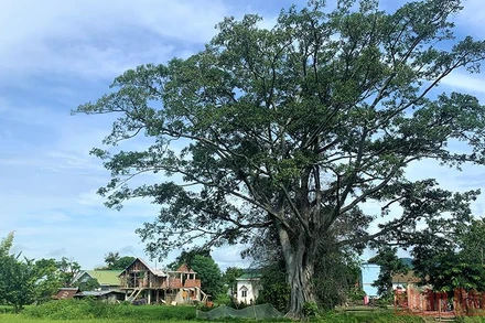 Cây cổ thụ hàng trăm tuổi xanh tốt quanh năm che chở cuộc sống yên bình cho đồng bào M’nông ở buôn M’liêng.