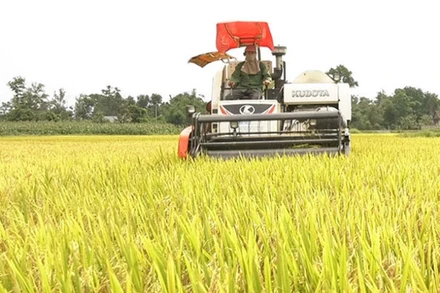 Nông dân huyện Vĩnh Linh thu hoạch lúa đông xuân.