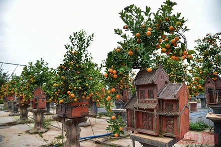 Những chậu quất bonsai độc đáo đang được các chủ vườn tại Tứ Liên (Tây Hồ, Hà Nội) bán với giá từ 5 đến hơn chục triệu đồng trong dịp Tết này. (Ảnh: Thành Đạt)