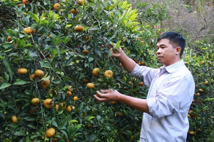 Nông dân xã Chiềng Cọ, thành phố Sơn La (Sơn La) chăm sóc quýt.