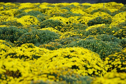 Vườn cúc mâm xôi của anh Nguyễn Văn Tài đã được thương lái mua hết. 