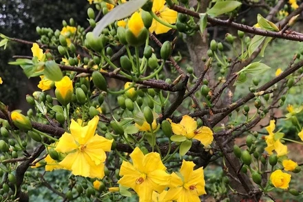 Sắc xuân tràn ngập vườn mẹ sáng nay.