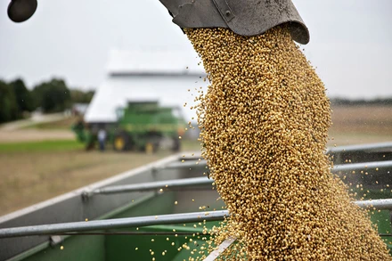 Thu hoạch đậu tương. Ảnh: Reuters