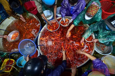 Sáng sớm 25/1 (tức 23/12 âm lịch), chợ cá Yên Sở (quận Hoàng Mai, Hà Nội) tấp nập các thương lái chở cá chép về bán phục vụ Tết ông Công, ông Táo. (Ảnh: Thành Đạt)