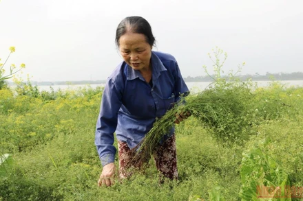 Hàng chục năm nay, bà Trịnh Thị Chúc, thôn Liên Hồng, xã Bách Thuận (Vũ Thư, tỉnh Thái Bình) vẫn trồng cây mùi già để phục vụ người dân vào dịp Tết.