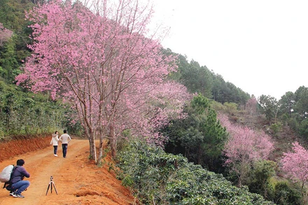 Du khách tìm đến những không gian mai anh đào ven đô. 