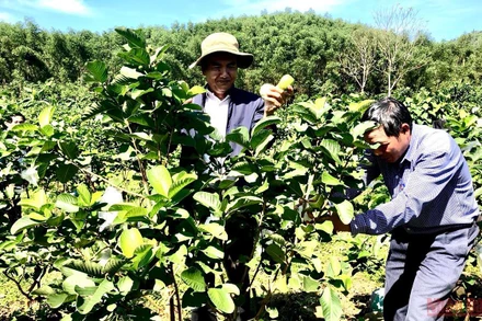 Trên 5ha, anh Nguyễn Hữu Hoa trồng hơn 5.000 cây ổi ruby, dâu xiêm… phát triển tốt, sản lượng đạt 3-5 tấn/năm.