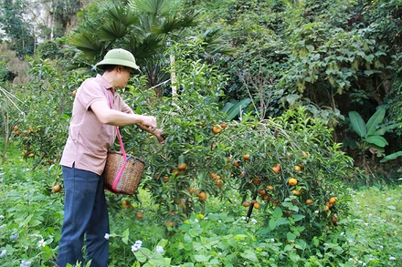 Người dân tỉnh Sơn La thu hoạch quýt.