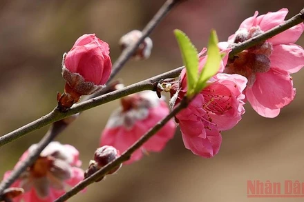 Hoa đào Nhật Tân. (Ảnh minh họa: Trần Hải)