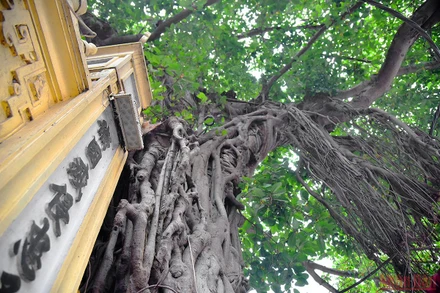 Gốc đa gắn liền với đời sống của người Việt. (Ảnh: Minh Duy)