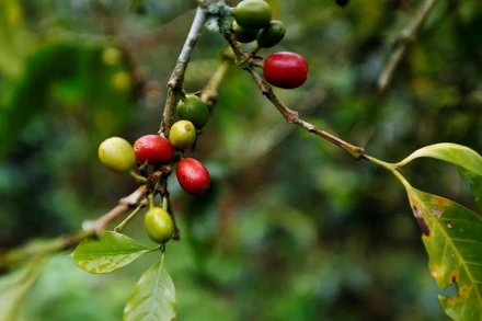 Cây cà-phê. Ảnh: Reuters