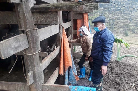 Người dân huyện Na Rì kiểm tra, quây bạt chống rét cho gia súc.