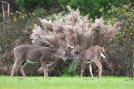 Hươu đuôi trắng ở đảo Staten, thành phố New York, Mỹ có xét nghiệm dương tính với biến thể Omicron. Ảnh: EVA HAMBACH/Getty Images.