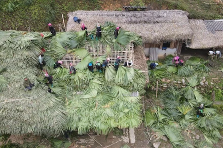 Người Tày ở Bản Liền (Bắc Hà, Lào Cai) lợp lại mái nhà truyền thống bằng lá cọ. (Ảnh: NAM NGUYỄN)