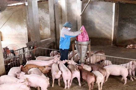 Ảnh minh họa. (Nguồn: TTXVN) 