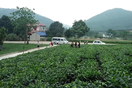 Vùng chè đặc sản Tân Cương (thành phố Thái Nguyên) thu hút nhiều du khách tham quan.