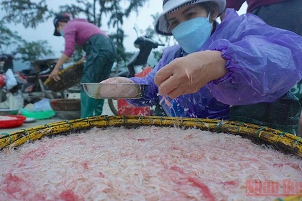 Ngư dân ven biển Đà Nẵng thu tiền triệu mỗi ngày nhờ trúng đậm mùa ruốc biển.