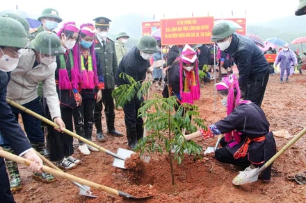 Phát động Tết trồng cây