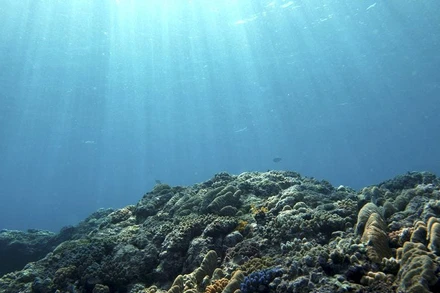 (Ảnh minh họa: Reuters)