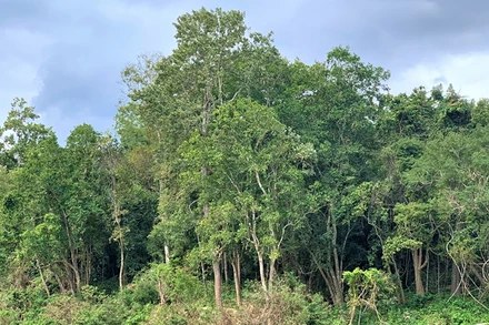 Khu Bảo tồn thiên nhiên Ea Sô hiện có đến 716 loài thực vật rừng, thuộc 141 họ, 47 bộ ở 7 lớp thuộc 5 ngành thực vật… Với tính đa dạng sinh học cao nên công tác quản lý, bảo vệ rừng ở đây là hết sức cấp bách. 