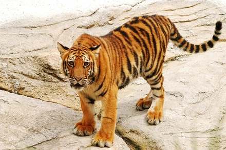 Hổ Đông dương. (Ảnh: Đặng Huy Phương)