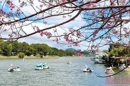 Trên hồ Xuân Hương-Đà Lạt. Ảnh: MAI VĂN BẢO