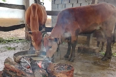 Nhiều nơi, người dân phải đốt lửa sưởi ấm cho gia súc. 