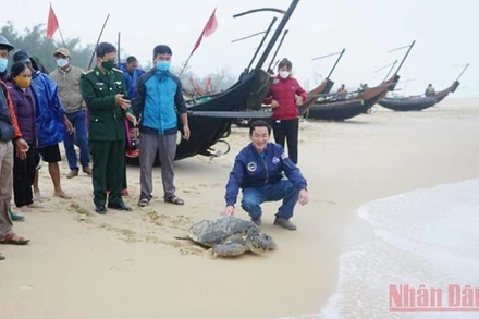 Cá thể rùa quý trước khi được thả về lại biển Triệu Lăng.