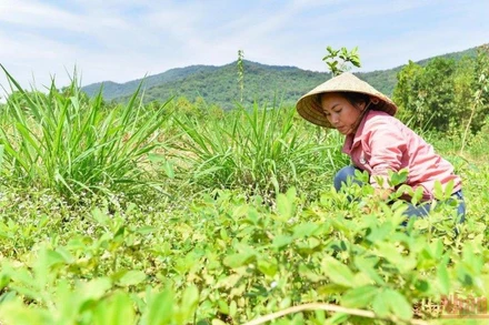 Đối với chị Hương bình an trong chị là những khoảng khắc được về với thiên nhiên, được đắm trong những tán rừng nguyên vẹn.