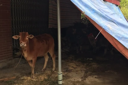 Người dân phải quây bạt để tránh rét cho gia súc.