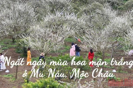 Ngất ngây mùa hoa mận trắng ở Mu Náu, Mộc Châu