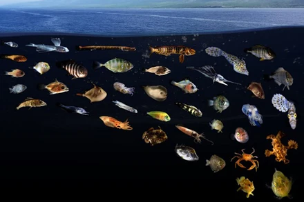 Ảnh minh họa. (Nguồn: news.asu.edu)