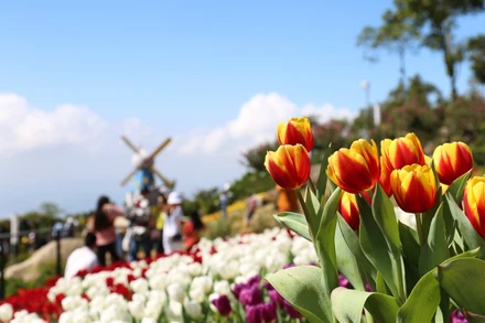 Rực rỡ sắc hoa tulip trên đỉnh núi Bà Đen