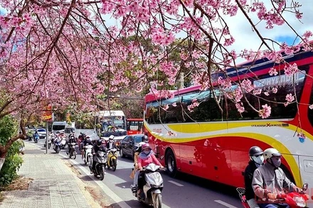 Đà Lạt nồng nàn sắc xuân