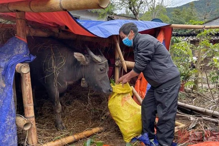Người dân vùng cao Bình Liêu tăng cường phòng, chống rét cho vật nuôi
