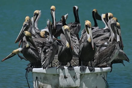 Chiêm ngưỡng những bức ảnh đẹp mê hồn về động vật hoang dã