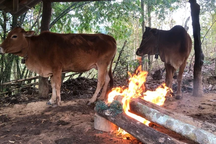 Người dân Nghệ An giữ ấm cho trâu bò trong giá rét.