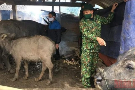 Cán bộ chiến sĩ Đồn Biên phòng Chiềng Sơn hướng dẫn và giúp bà con nhân dân che chắn chuồng trại cho đàn gia súc.