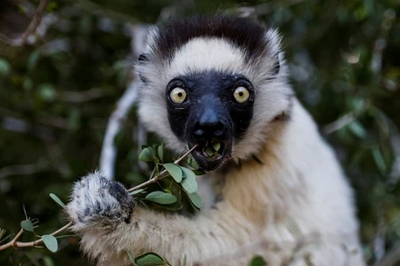 Những bức ảnh tuyệt đẹp về động vật hoang dã