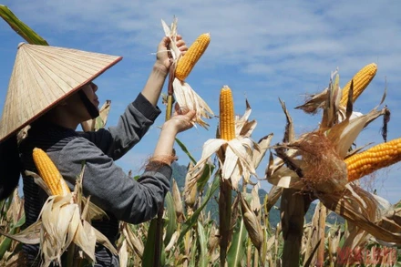 Cây ngô, bắp ngô là hình ảnh đã gắn bó bao đời với người Nùng ở Hữu Lũng.