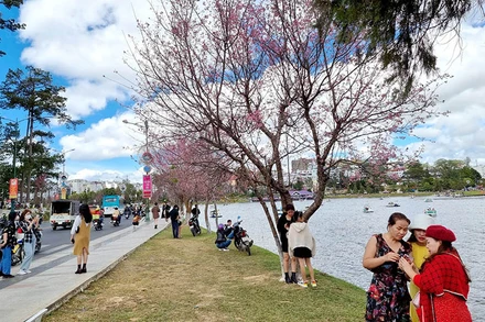 Du khách với không gian hoa mai anh đào bên hồ Xuân Hương-Đà Lạt.
