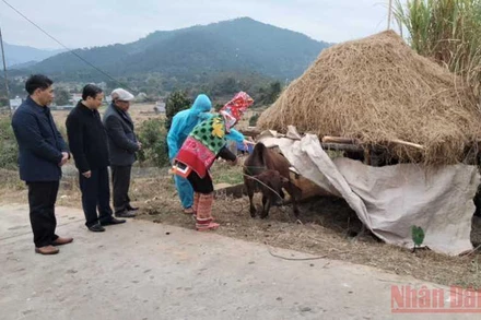 Hướng dẫn bà con người dân tộc thiểu số ở xã Đồng Văn, huyện Bình Liêu cách phòng, chống rét cho gia súc.