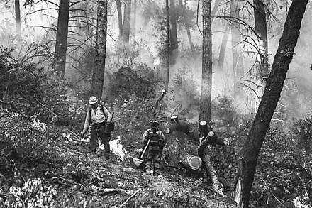 Thảm họa cháy rừng đe dọa sự sống của nhiều loài động vật, thực vật.