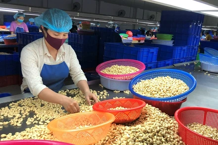 Công nhân sơ chế nhân điều tại một doanh nghiệp chế biến hạt điều ở tỉnh Bình Phước.
