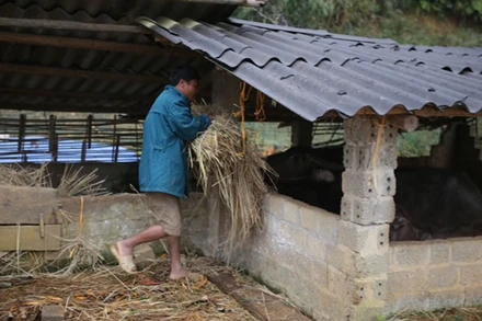 Người dân chủ động phòng chống rét, tích trữ thức ăn cho gia súc.