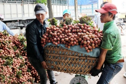 Thương lái thu mua vải thiều Lục Ngạn (Bắc Giang). Ảnh: THANH LÂM