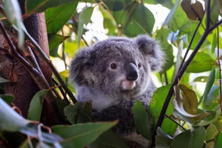 Loài gấu koala ở Australia đang đối mặt với nhiều mối đe dọa, bao gồm dịch bệnh, sự nóng lên toàn cầu và việc chặt phá rừng gây hủy hoại môi trường sống của chúng. (Ảnh: Getty)