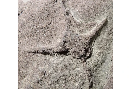 Dấu chân chim mới được phát hiện. (Nguồn: TTXVN/diariomarca.com.mx)