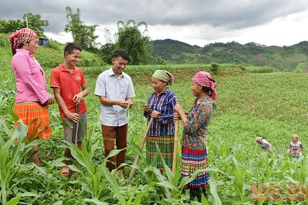 Hướng dẫn người dân bản Tà Han, xã Xuân Lạc, huyện Chợ Đồn, Bắc Kạn, trồng ngô năng suất cao. (Ảnh minh họa: Trần Hải)